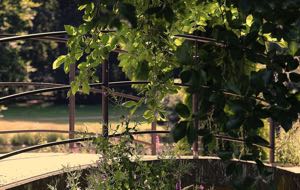 trees-4765084_1280