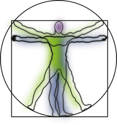 vitruvian-man-151866__340
